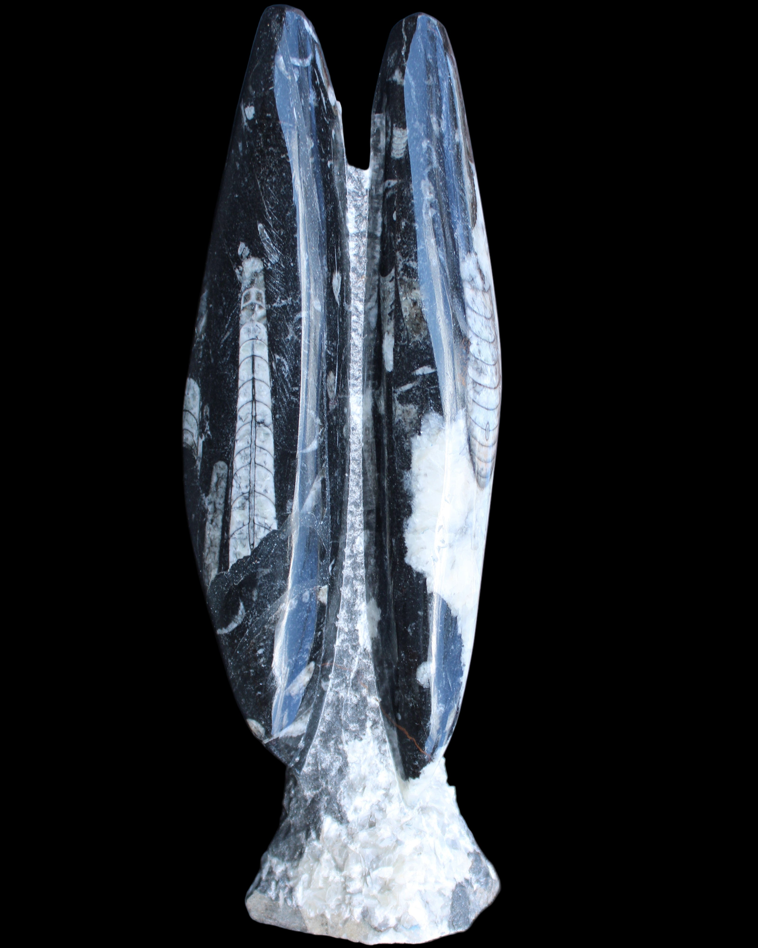 Orthoceras sculpture tower from Morocco 260*90mm 1770g in sunlight - Rocks and Things Store