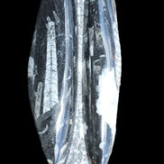 Orthoceras sculpture tower from Morocco 260*90mm 1770g in sunlight - Rocks and Things Store