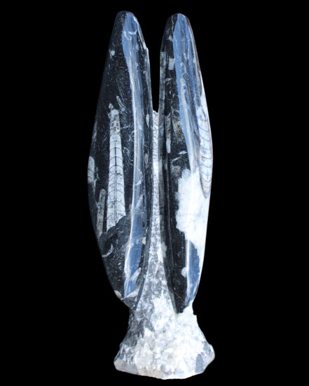 Orthoceras sculpture tower from Morocco 260*90mm 1770g in sunlight - Rocks and Things Store