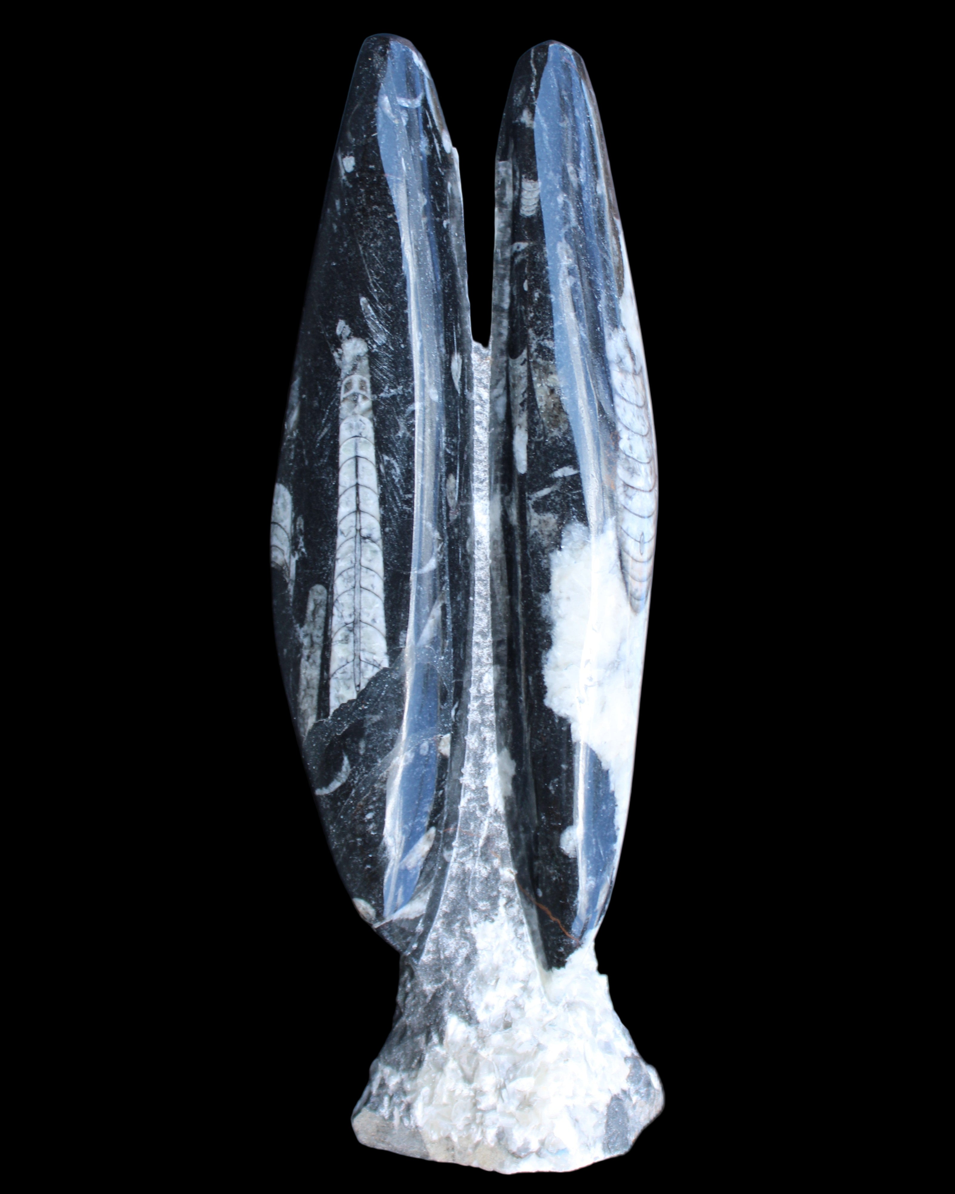 Orthoceras sculpture tower from Morocco 260*90mm 1770g in sunlight - Rocks and Things Store