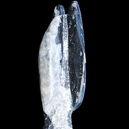 Orthoceras sculpture tower from Morocco 260*90mm 1770g in sunlight - Rocks and Things Store