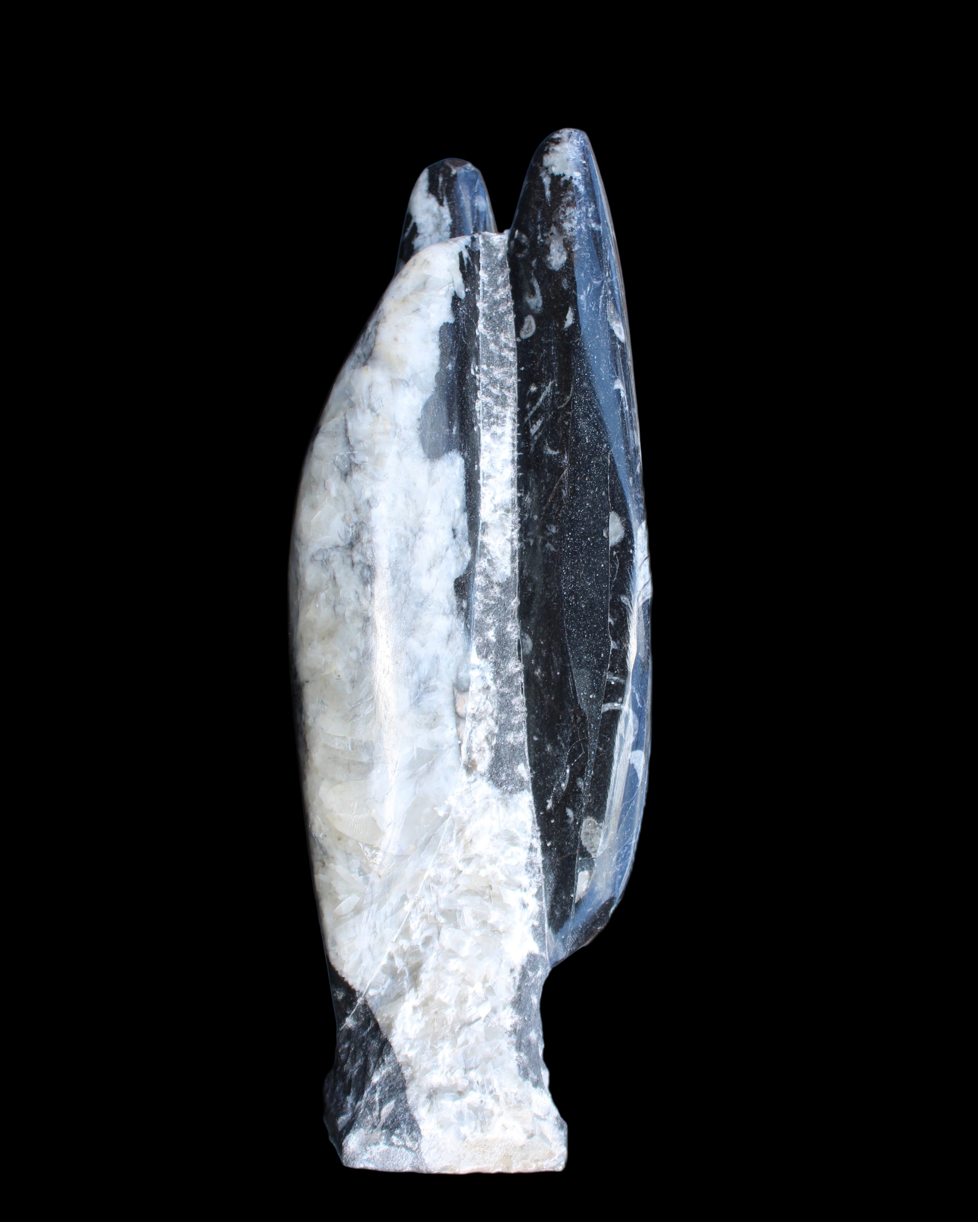 Orthoceras sculpture tower from Morocco 260*90mm 1770g in sunlight - Rocks and Things Store