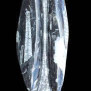 Orthoceras sculpture tower from Morocco 260*90mm 1770g in sunlight - Rocks and Things Store