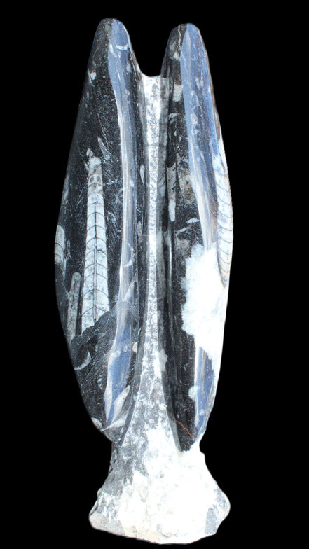 Orthoceras sculpture tower from Morocco 260*90mm 1770g in sunlight - Rocks and Things Store