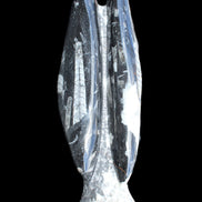 Orthoceras sculpture tower from Morocco 260*90mm 1770g in sunlight - Rocks and Things Store