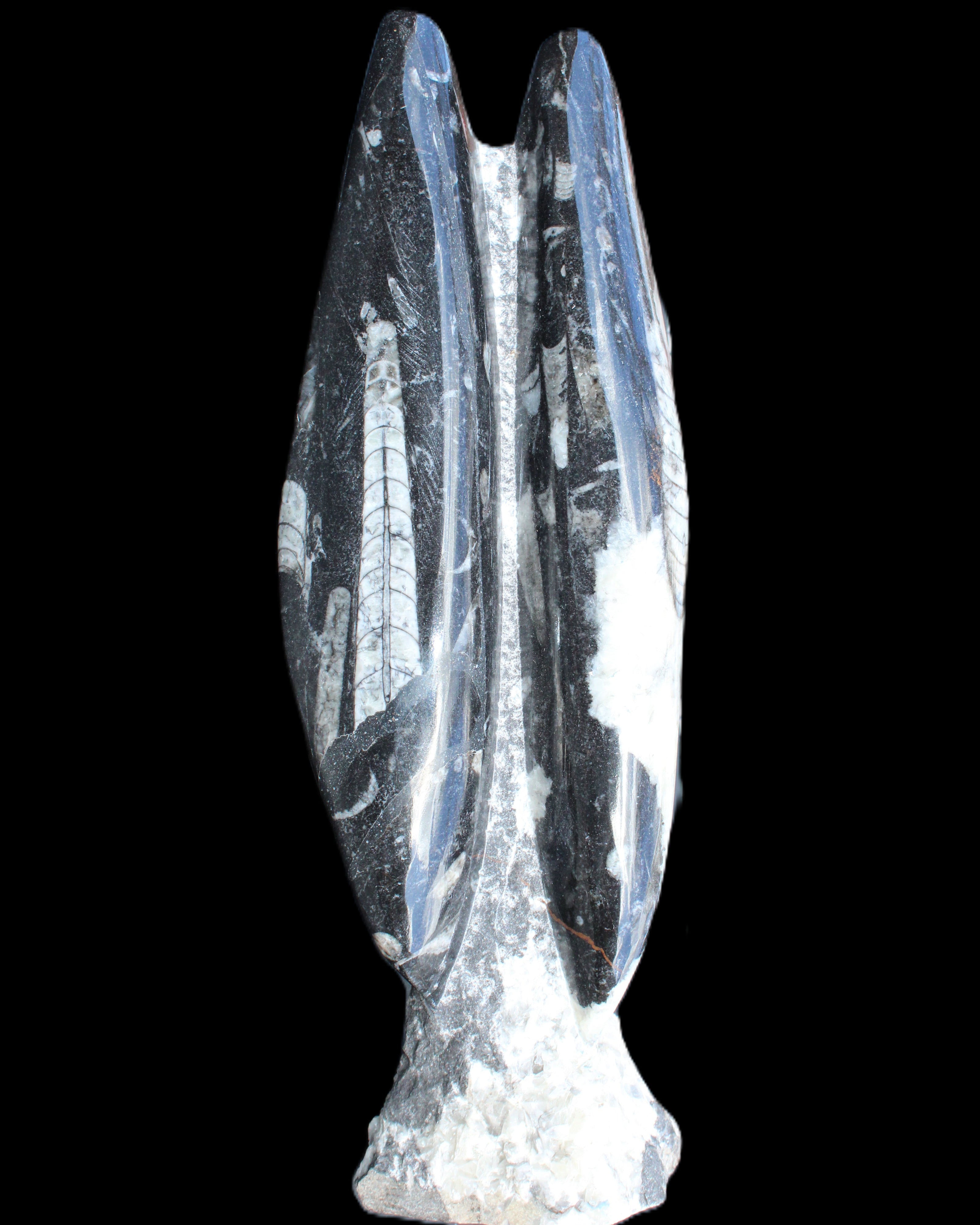 Orthoceras sculpture tower from Morocco 260*90mm 1770g in sunlight - Rocks and Things Store