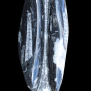 Orthoceras sculpture tower from Morocco 260*90mm 1770g in sunlight - Rocks and Things Store