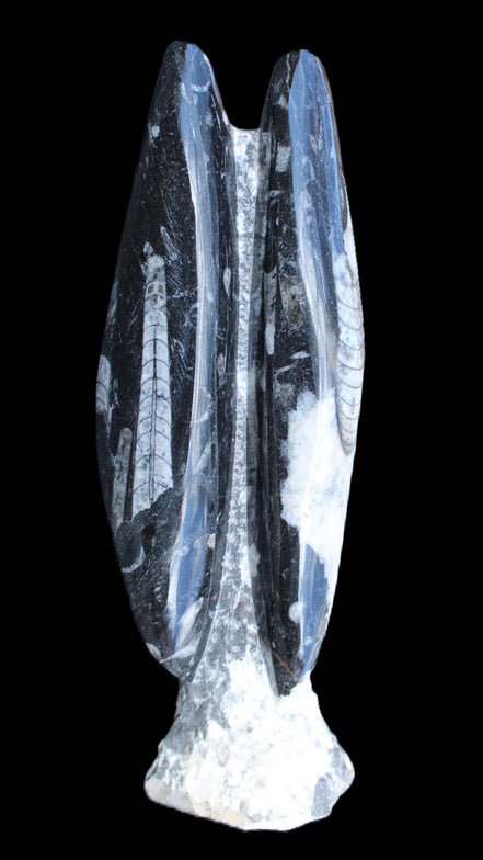 Orthoceras sculpture tower from Morocco 260*90mm 1770g in sunlight - Rocks and Things Store