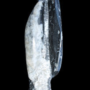 Orthoceras sculpture tower from Morocco 260*90mm 1770g in sunlight - Rocks and Things Store