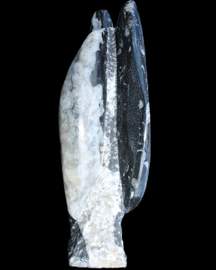 Orthoceras sculpture tower from Morocco 260*90mm 1770g in sunlight - Rocks and Things Store