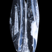 Orthoceras sculpture tower from Morocco 260*90mm 1770g in sunlight - Rocks and Things Store