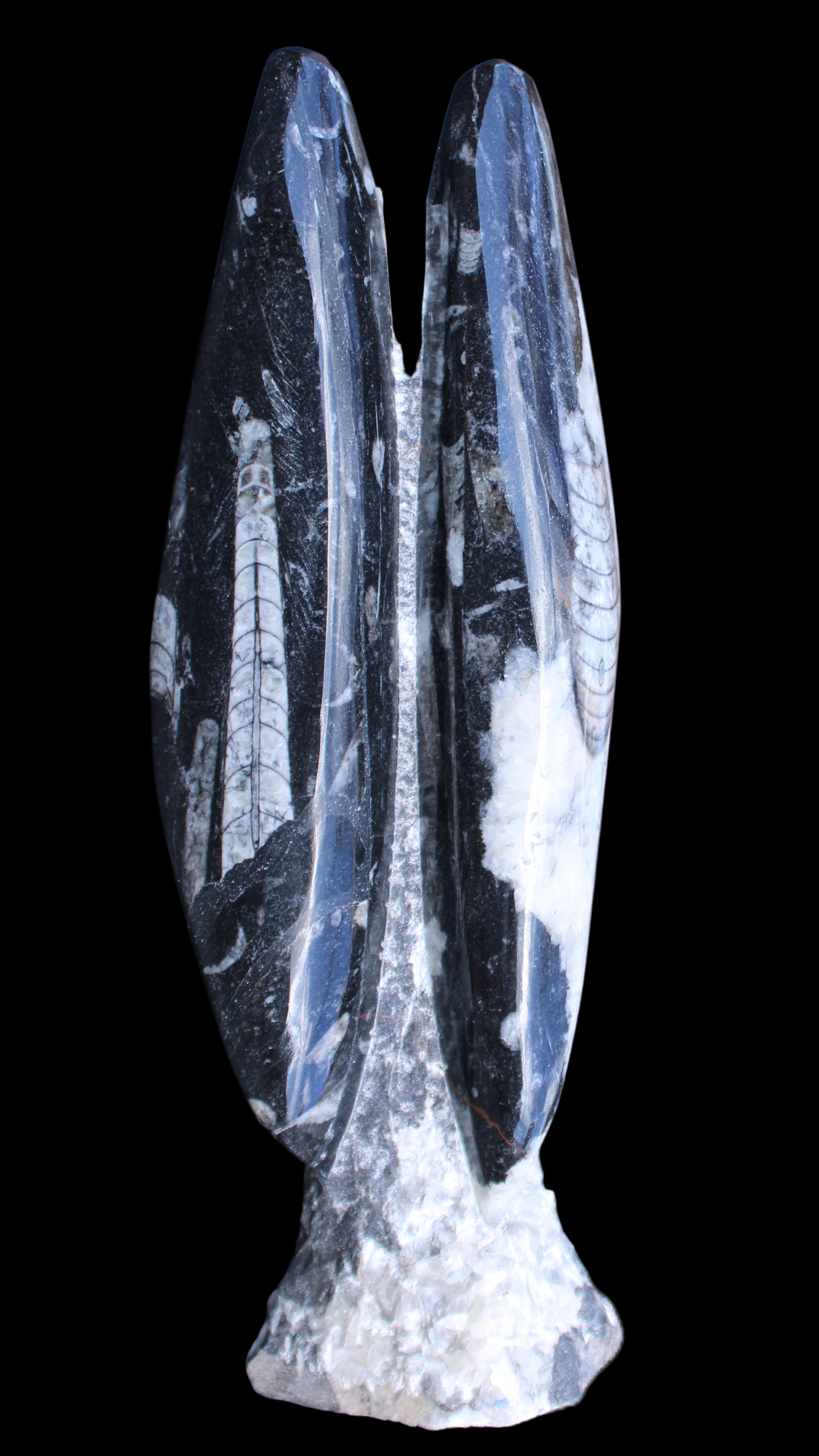 Orthoceras sculpture tower from Morocco 260*90mm 1770g in sunlight - Rocks and Things Store