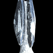 Orthoceras sculpture tower from Morocco 260*90mm 1770g in sunlight - Rocks and Things Store