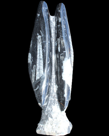 Orthoceras sculpture tower from Morocco 260*90mm 1770g in sunlight - Rocks and Things Store