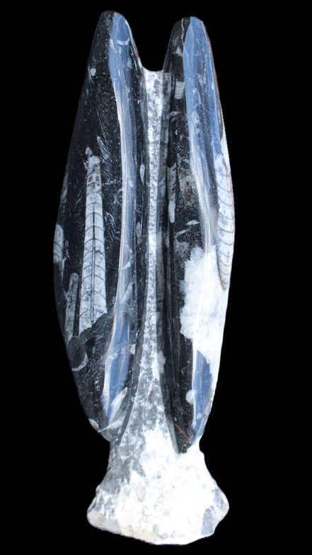 Orthoceras sculpture tower from Morocco 260*90mm 1770g in sunlight - Rocks and Things Store