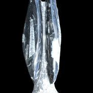 Orthoceras sculpture tower from Morocco 260*90mm 1770g in sunlight - Rocks and Things Store