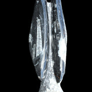 Orthoceras sculpture tower from Morocco 260*90mm 1770g in sunlight - Rocks and Things Store