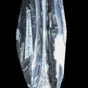 Orthoceras sculpture tower from Morocco 260*90mm 1770g in sunlight - Rocks and Things Store