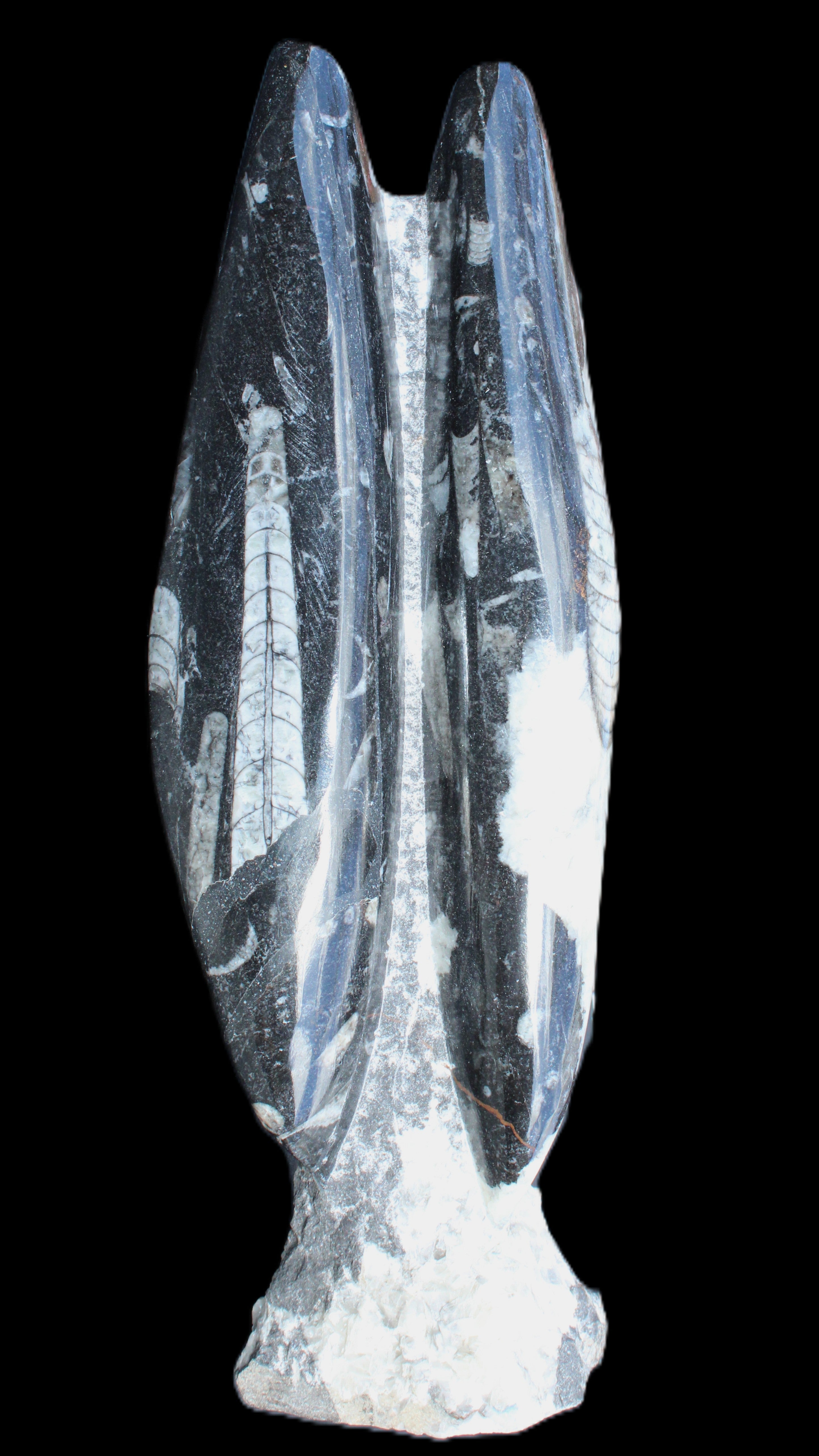 Orthoceras sculpture tower from Morocco 260*90mm 1770g in sunlight - Rocks and Things Store
