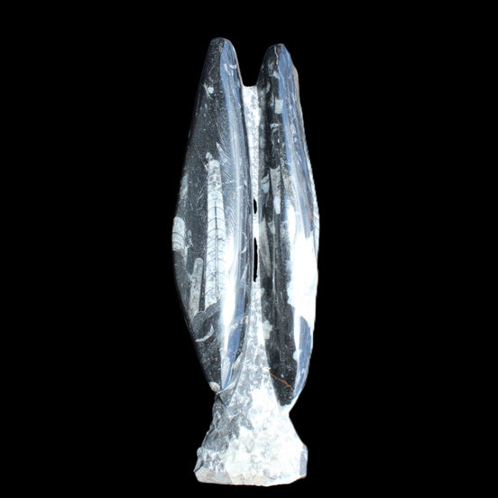 Orthoceras sculpture tower from Morocco 260*90mm 1770g in sunlight - Rocks and Things Store