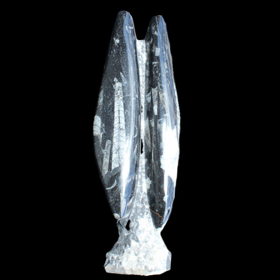 Orthoceras sculpture tower from Morocco 260*90mm 1770g in sunlight - Rocks and Things Store