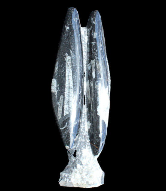Orthoceras sculpture tower from Morocco 260*90mm 1770g in sunlight - Rocks and Things Store