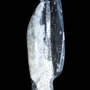 Orthoceras sculpture tower from Morocco 260*90mm 1770g in sunlight - Rocks and Things Store