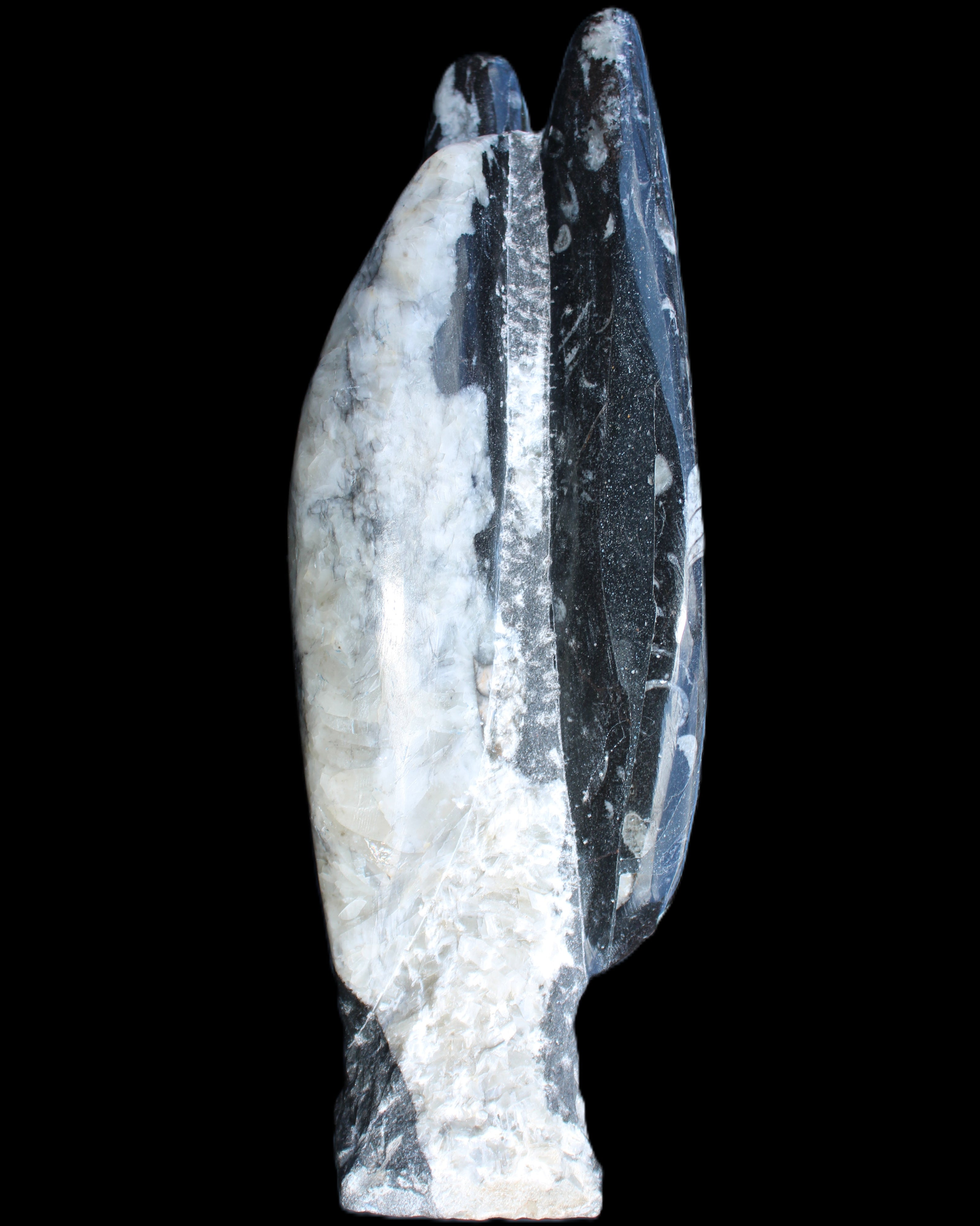 Orthoceras sculpture tower from Morocco 260*90mm 1770g in sunlight - Rocks and Things Store