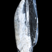 Orthoceras sculpture tower from Morocco 260*90mm 1770g in sunlight - Rocks and Things Store