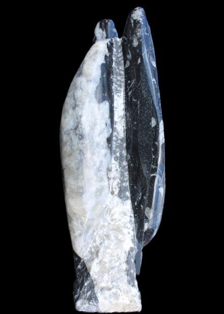 Orthoceras sculpture tower from Morocco 260*90mm 1770g in sunlight - Rocks and Things Store