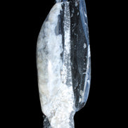 Orthoceras sculpture tower from Morocco 260*90mm 1770g in sunlight - Rocks and Things Store