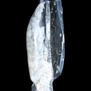 Orthoceras sculpture tower from Morocco 260*90mm 1770g in sunlight - Rocks and Things Store