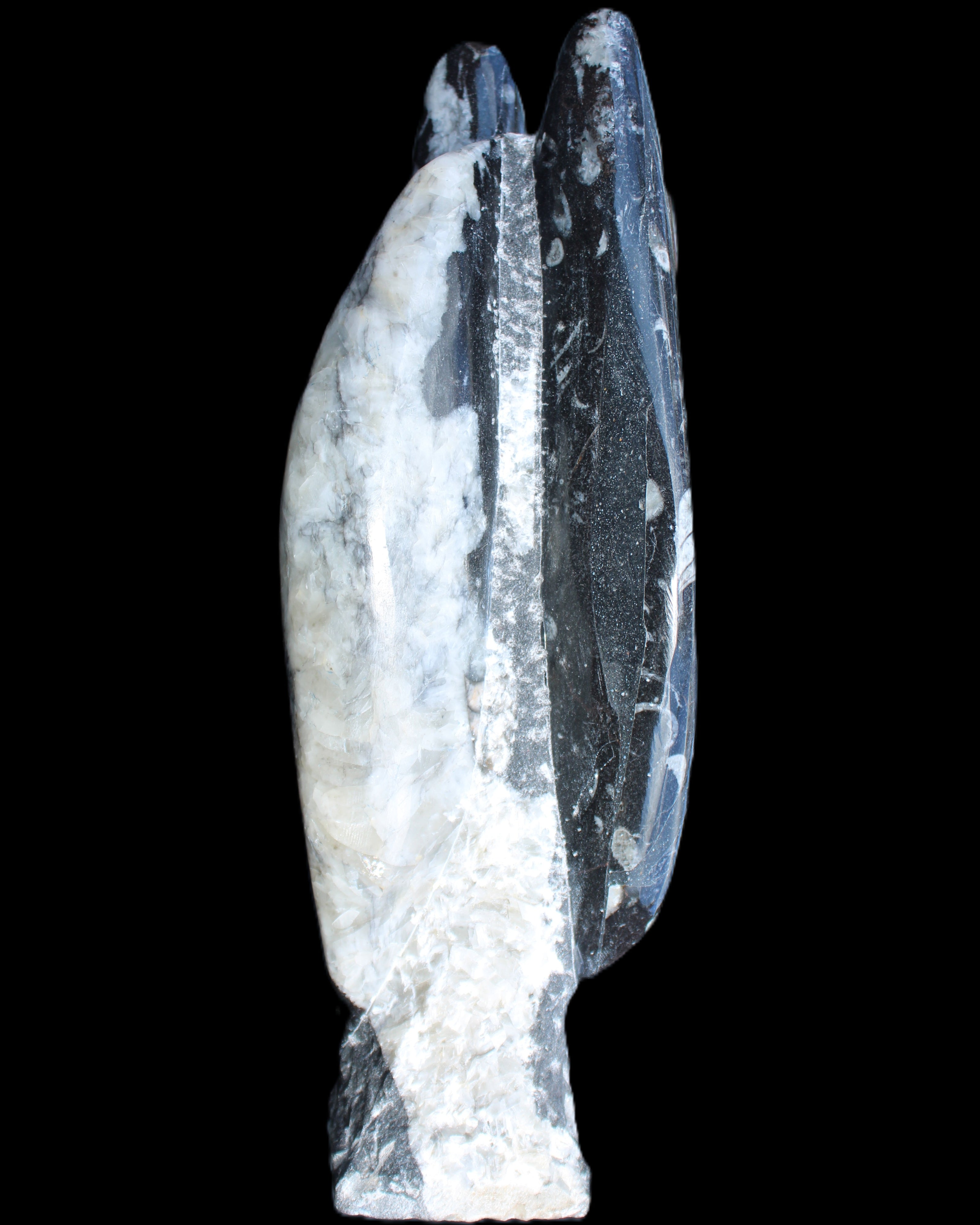 Orthoceras sculpture tower from Morocco 260*90mm 1770g in sunlight - Rocks and Things Store