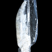 Orthoceras sculpture tower from Morocco 260*90mm 1770g in sunlight - Rocks and Things Store