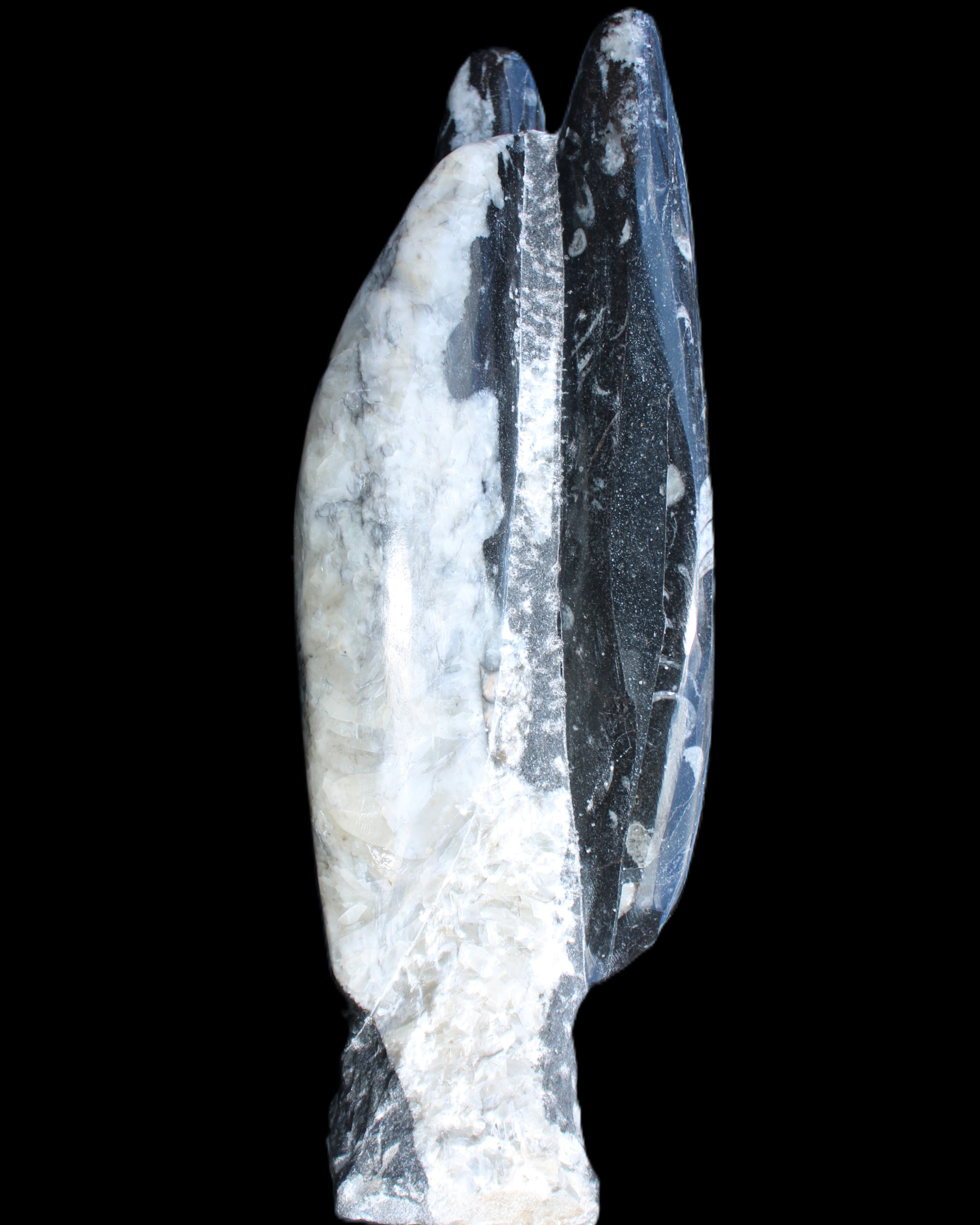Orthoceras sculpture tower from Morocco 260*90mm 1770g in sunlight - Rocks and Things Store