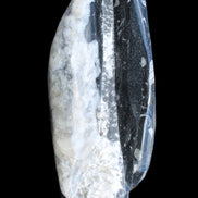 Orthoceras sculpture tower from Morocco 260*90mm 1770g in sunlight - Rocks and Things Store