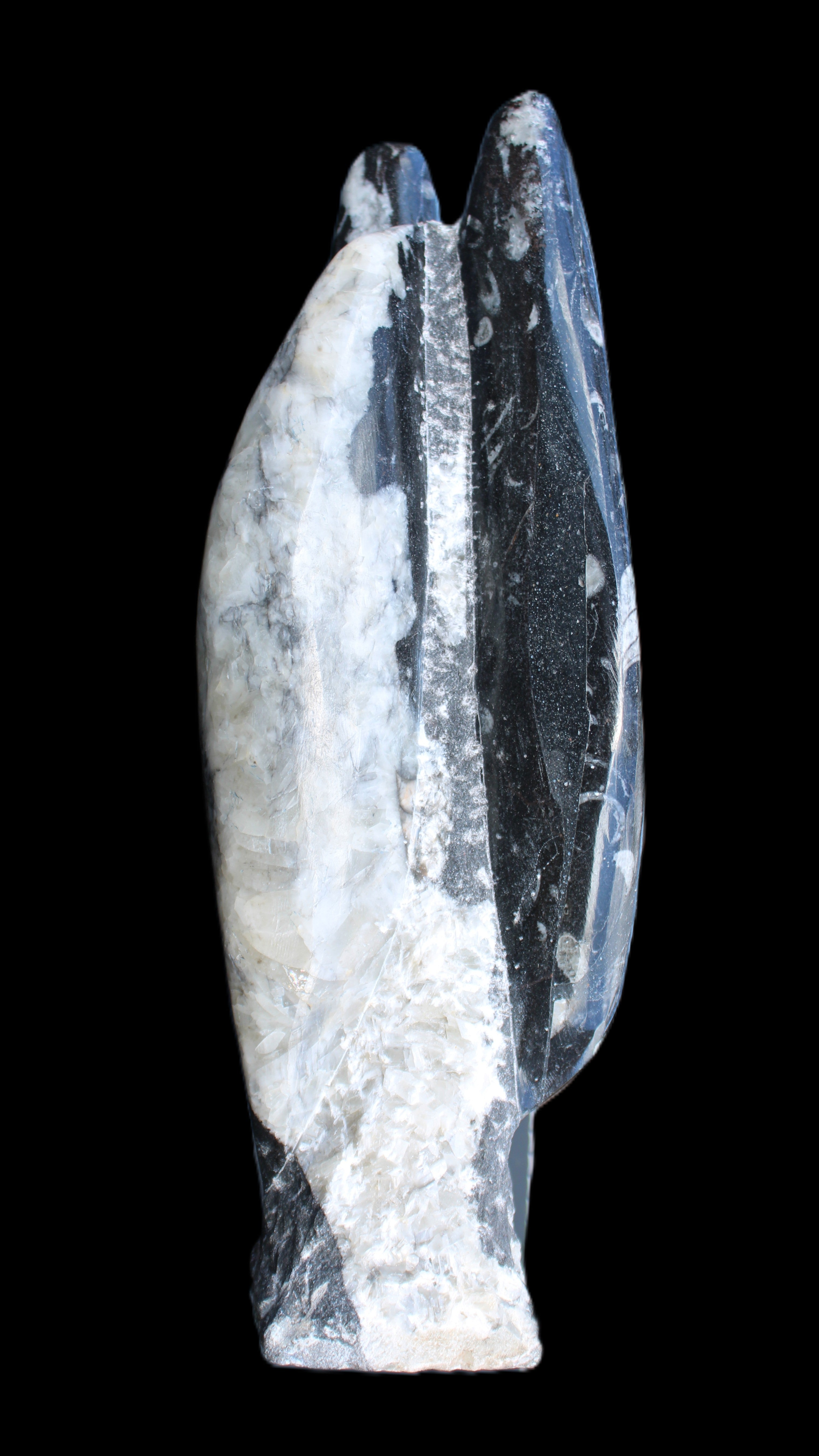 Orthoceras sculpture tower from Morocco 260*90mm 1770g in sunlight - Rocks and Things Store
