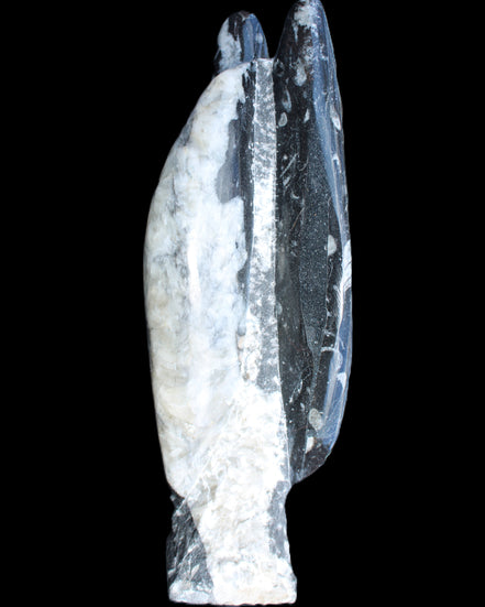 Orthoceras sculpture tower from Morocco 260*90mm 1770g in sunlight - Rocks and Things Store