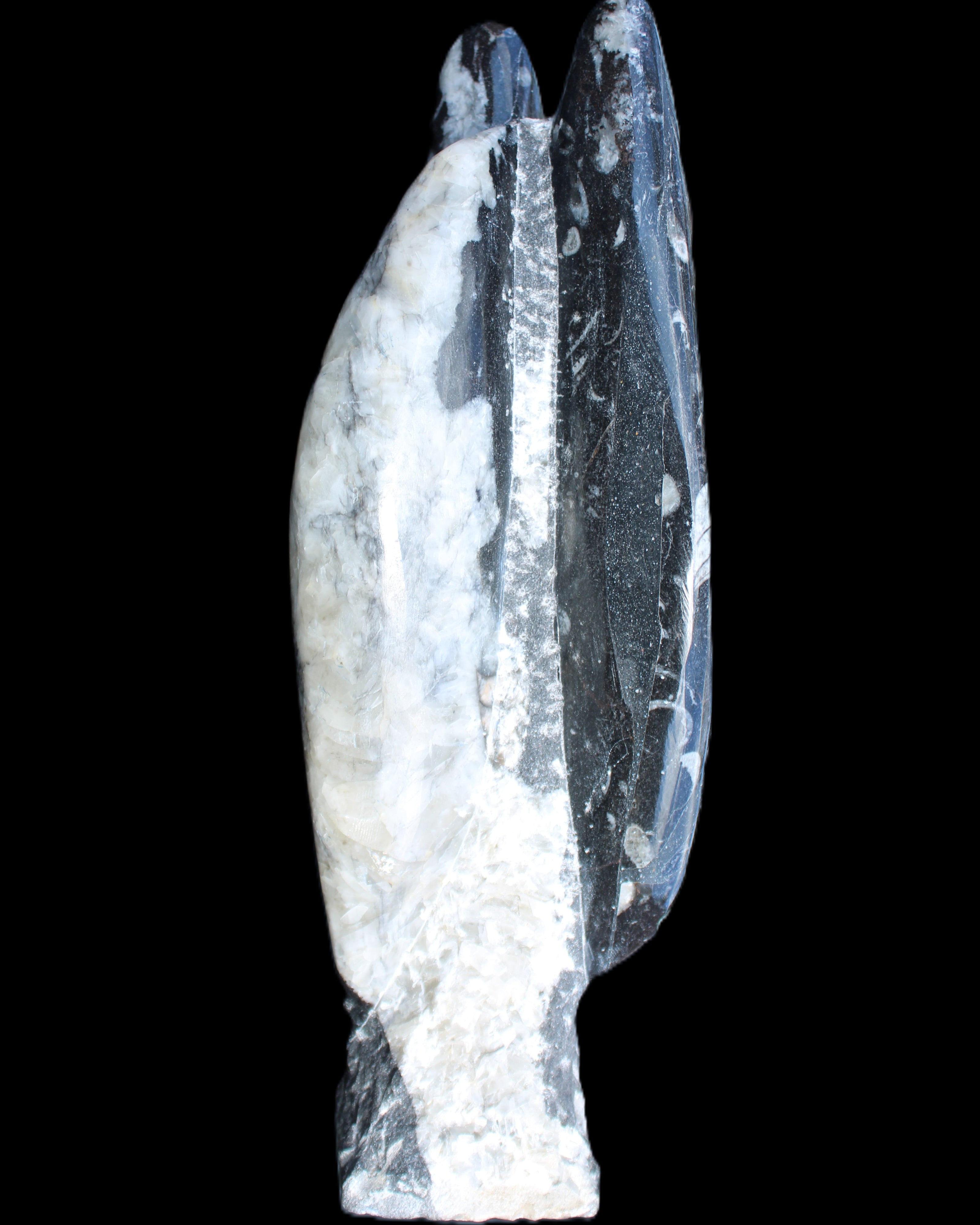 Orthoceras sculpture tower from Morocco 260*90mm 1770g in sunlight - Rocks and Things Store