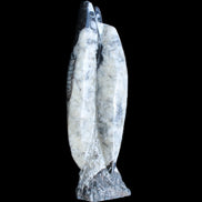 Orthoceras sculpture tower from Morocco 260*90mm 1770g in sunlight - Rocks and Things Store