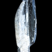 Orthoceras sculpture tower from Morocco 260*90mm 1770g in sunlight - Rocks and Things Store