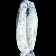 Orthoceras sculpture tower from Morocco 260*90mm 1770g in sunlight - Rocks and Things Store