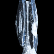 Orthoceras sculpture tower from Morocco 260*90mm 1770g in sunlight - Rocks and Things Store