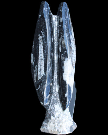 Orthoceras sculpture tower from Morocco 260*90mm 1770g in sunlight - Rocks and Things Store