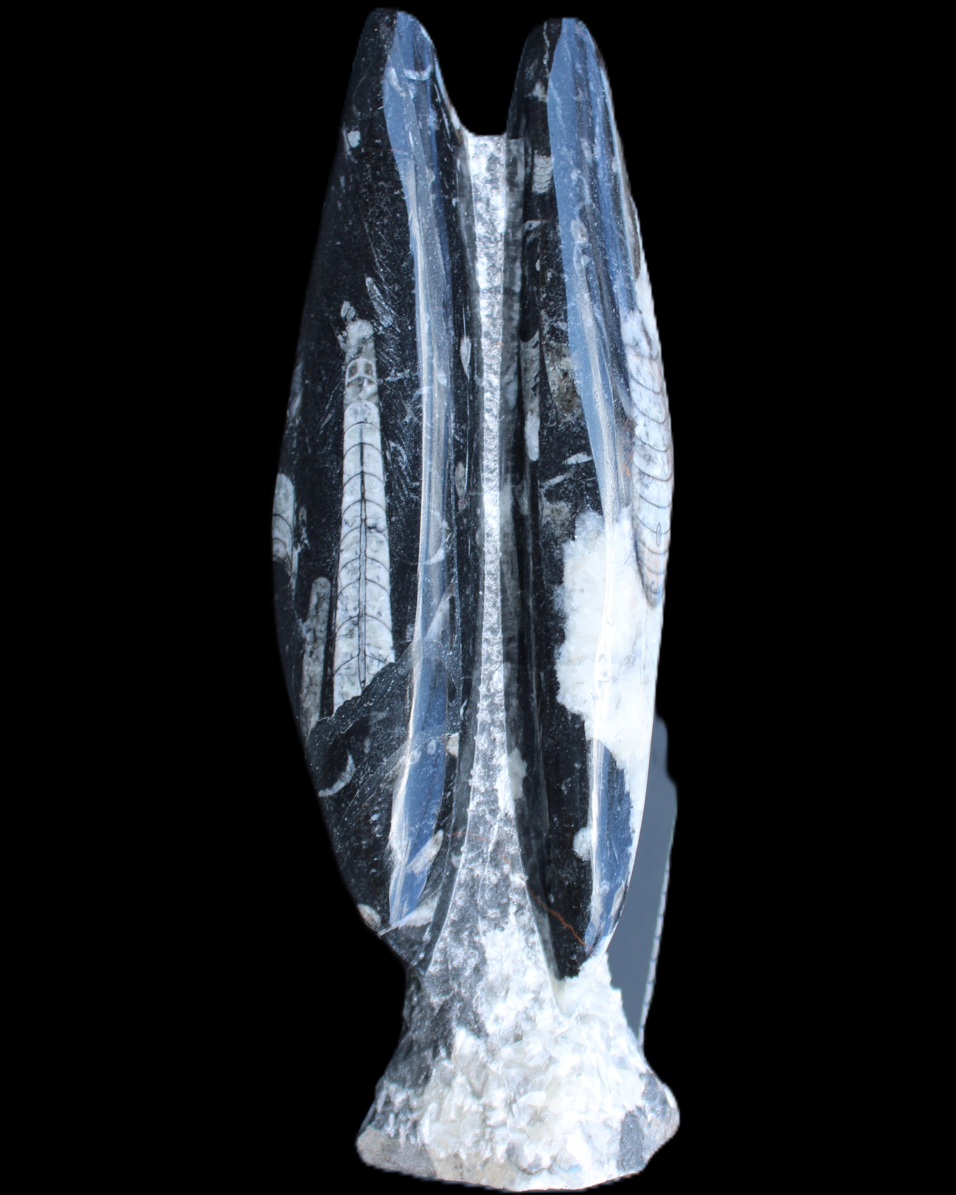 Orthoceras sculpture tower from Morocco 260*90mm 1770g in sunlight - Rocks and Things Store
