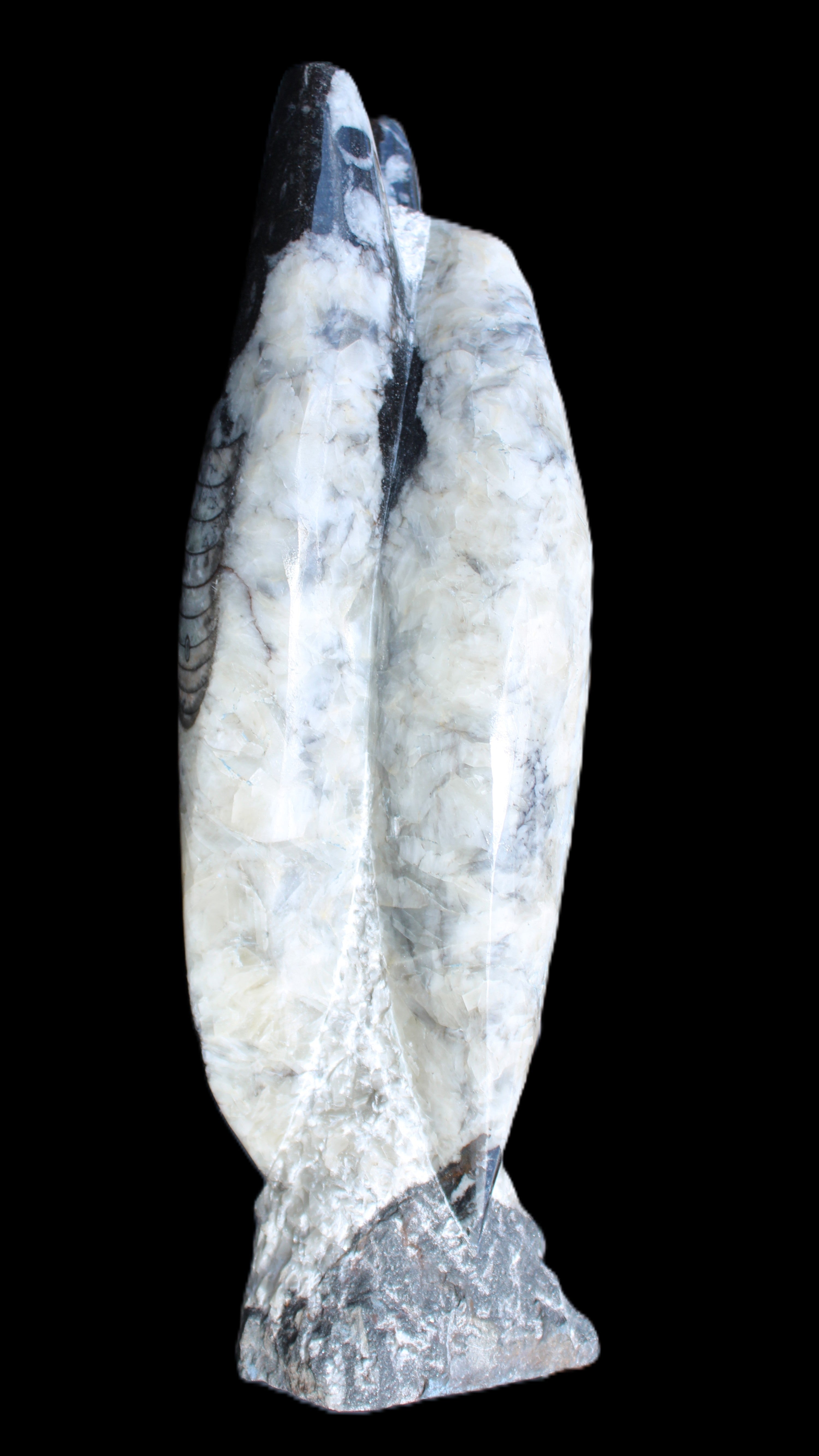Orthoceras sculpture tower from Morocco 260*90mm 1770g in sunlight - Rocks and Things Store