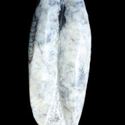 Orthoceras sculpture tower from Morocco 260*90mm 1770g in sunlight - Rocks and Things Store