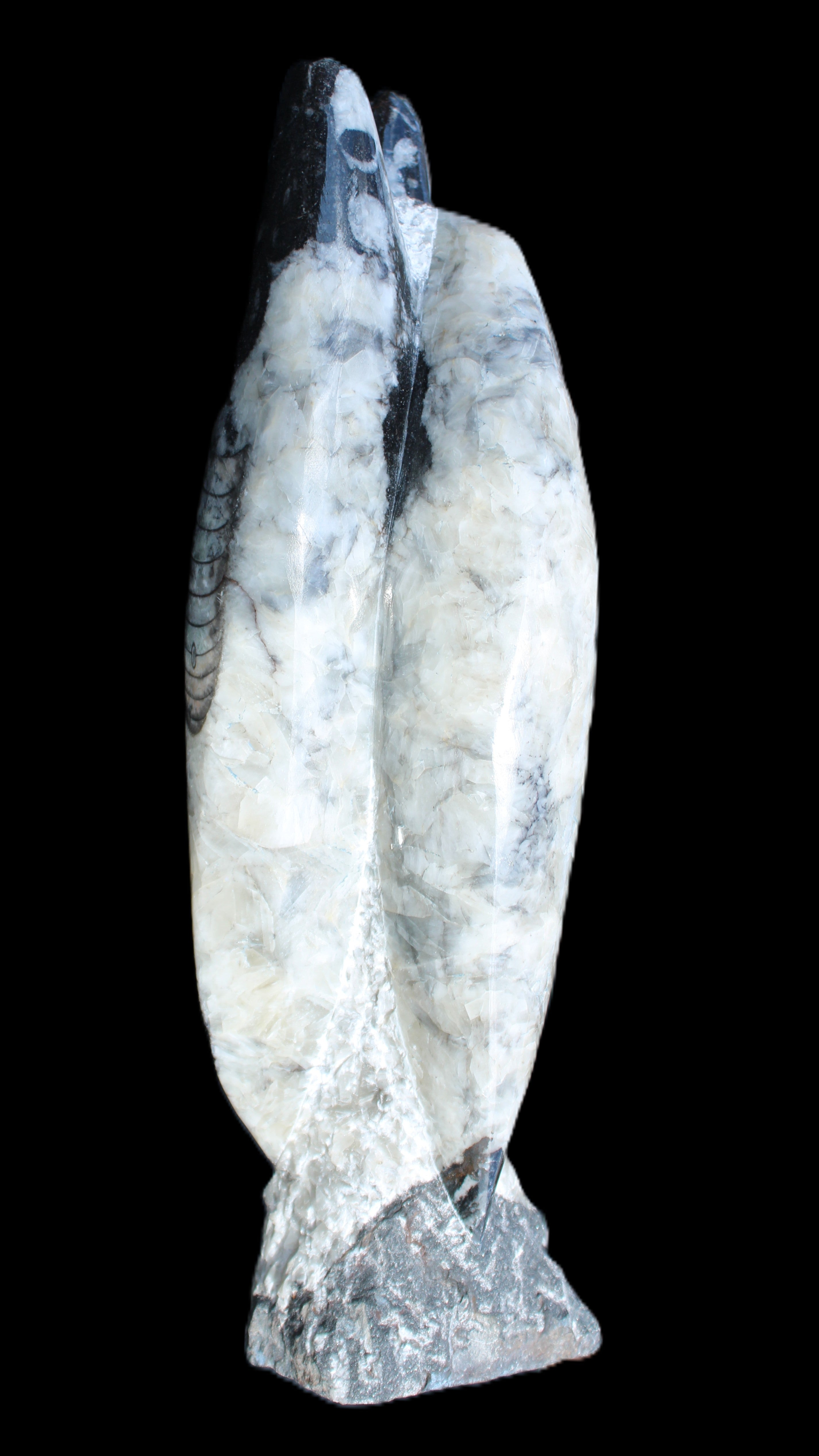 Orthoceras sculpture tower from Morocco 260*90mm 1770g in sunlight - Rocks and Things Store
