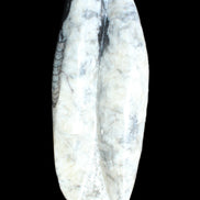 Orthoceras sculpture tower from Morocco 260*90mm 1770g in sunlight - Rocks and Things Store