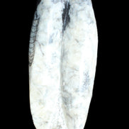 Orthoceras sculpture tower from Morocco 260*90mm 1770g in sunlight - Rocks and Things Store